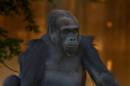 SilverbackGorilla.jpg