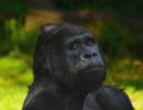 SilverbackGorilla1.jpg