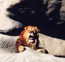 Simba.jpg