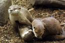 Small_clawed_otters.jpg