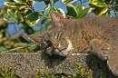 Snoozing_moggy.jpg