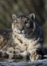 Snow_Leopard-1.jpg