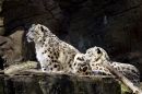 Snow_Leopards.jpg
