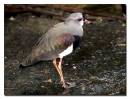 Southen-Lapwing2.jpg