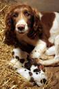 Spaniel_Pups.jpg