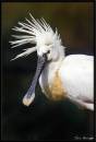 Spoonbill1.jpg