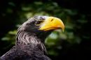 Stella_s_Sea_Eagle.jpg
