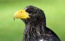 Steller_s_Sea_Eagle_Haliaeetus_pelagicus_4.jpg