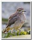 Stone-Curlew.jpg