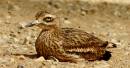Stone_Curlew.jpg