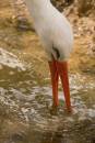 Stork-drinking.jpg