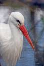 Stork.jpg