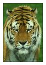 TIGER12.jpg