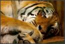 TIGER7.jpg