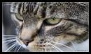 Tabby.jpg