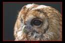 Tawny-Owl.jpg