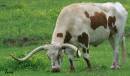 Texas_Cow.jpg