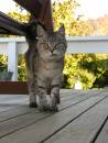 The_Cat.jpg