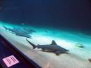 Tiburones.jpg