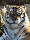 Tiger-1.jpg