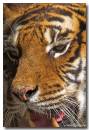Tiger4.jpg