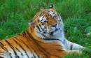 Tiger5.jpg