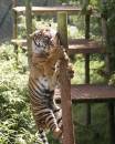 Tiger8.jpg