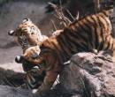 TigerCubsCr_resize.jpg