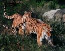 TigerPlay.jpg