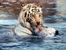 TigerPlay_resize.jpg