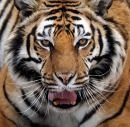 Tiger_01198_web.jpg