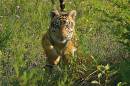 Tiger_060.jpg