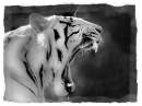 Tiger_B_W_3.jpg