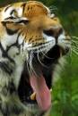 Tiger_Tired.jpg