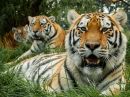 Tigers_WPF.jpg