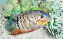 Tropical_Fish_-_Twoforweb.jpg