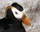 Tufted-Puffin-Hi.jpg