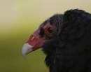 TurkeyVulturePortrait.jpg