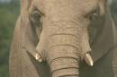 Tusker2_resize.jpg