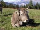 Vacas.jpg