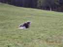 Vacas_6.jpg