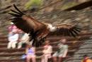 Vulture_landing.jpg