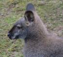 WALLABY.jpg