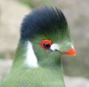 WHITE_CHEEKED_TURACO.jpg