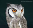 WHITE_FACED_SCOPS_OWL.jpg