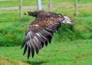 WTSE-juv-flying-resize.jpg