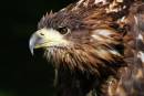 WTSE-juv-head-close.jpg