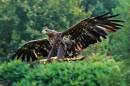 WTSE-juv-landing.jpg
