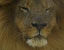 WakingLion.jpg