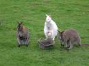 Wallabies_No_Food_mum.jpg